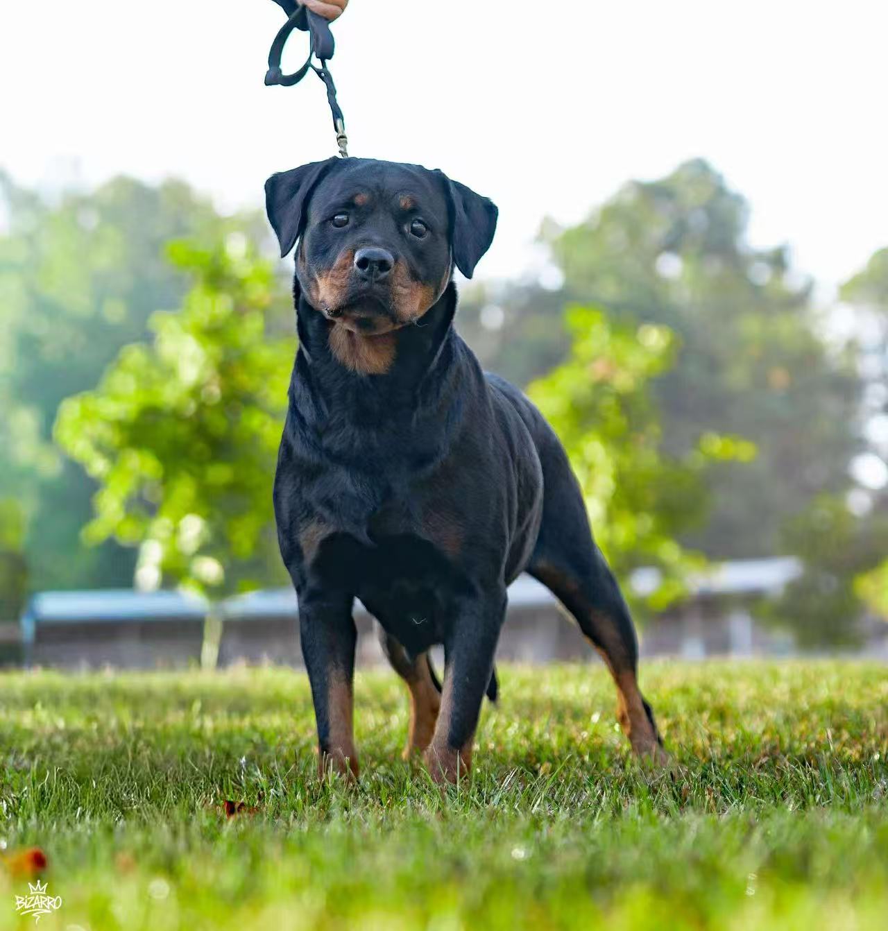 FantasyRottweilerKennel