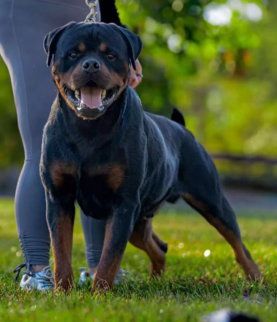 GDC ロザリオ 降谷 DragonAsh COOTIE ロットワイラー FantasyRottweilerKennel