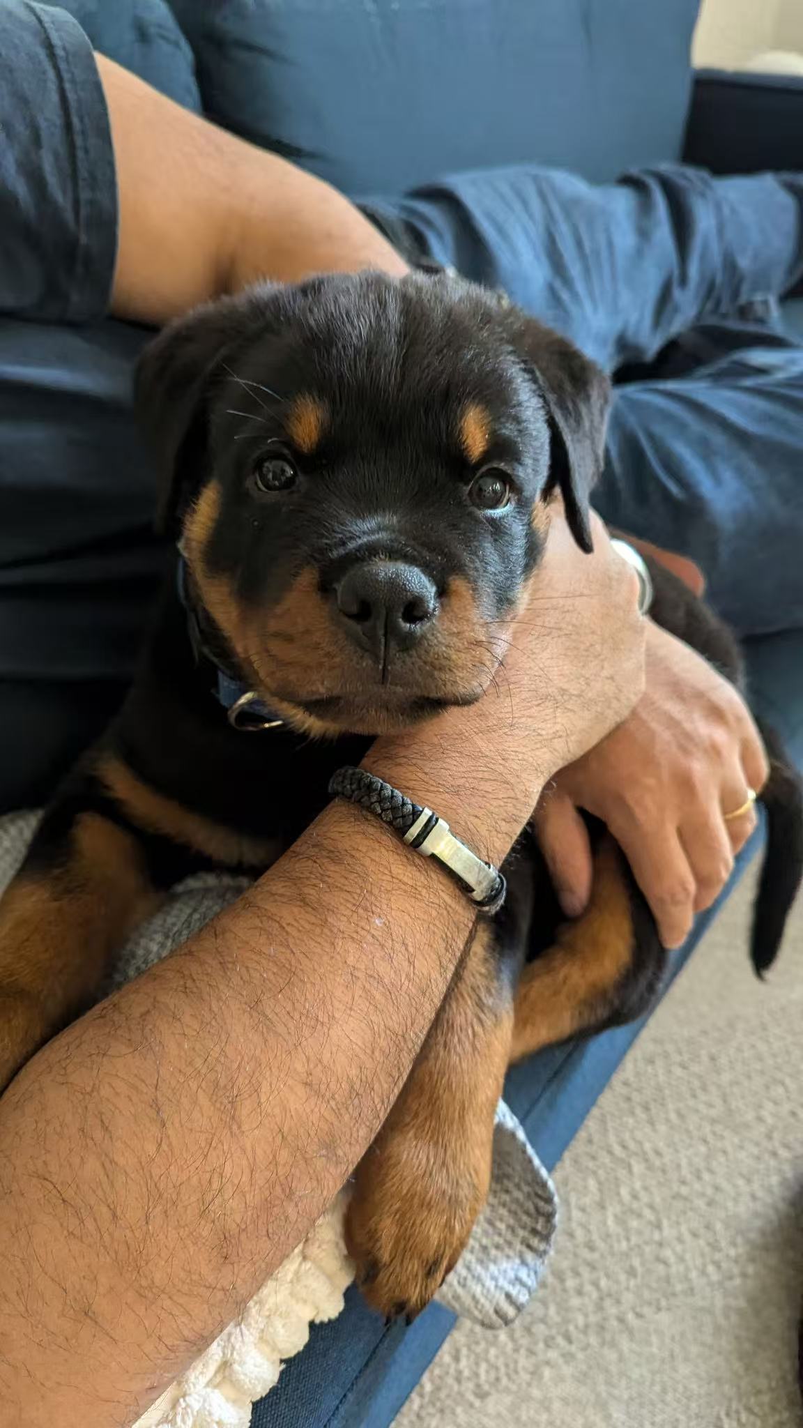 FantasyRottweilerKennel